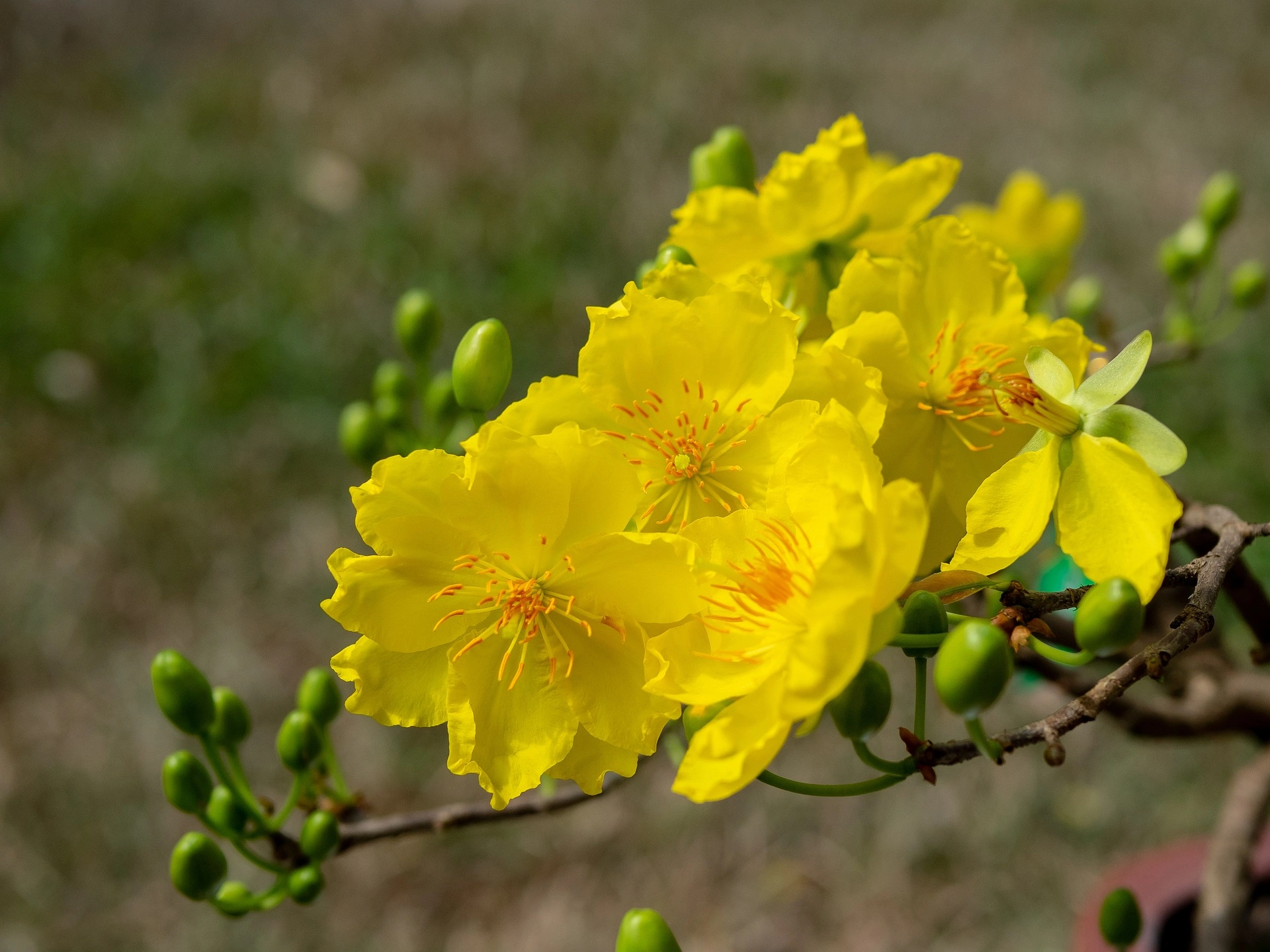 Hoa mai, hoa, mai v&agrave;ng, apricot blossom, flower, yellow apricot blossom- minhquanfoto 4